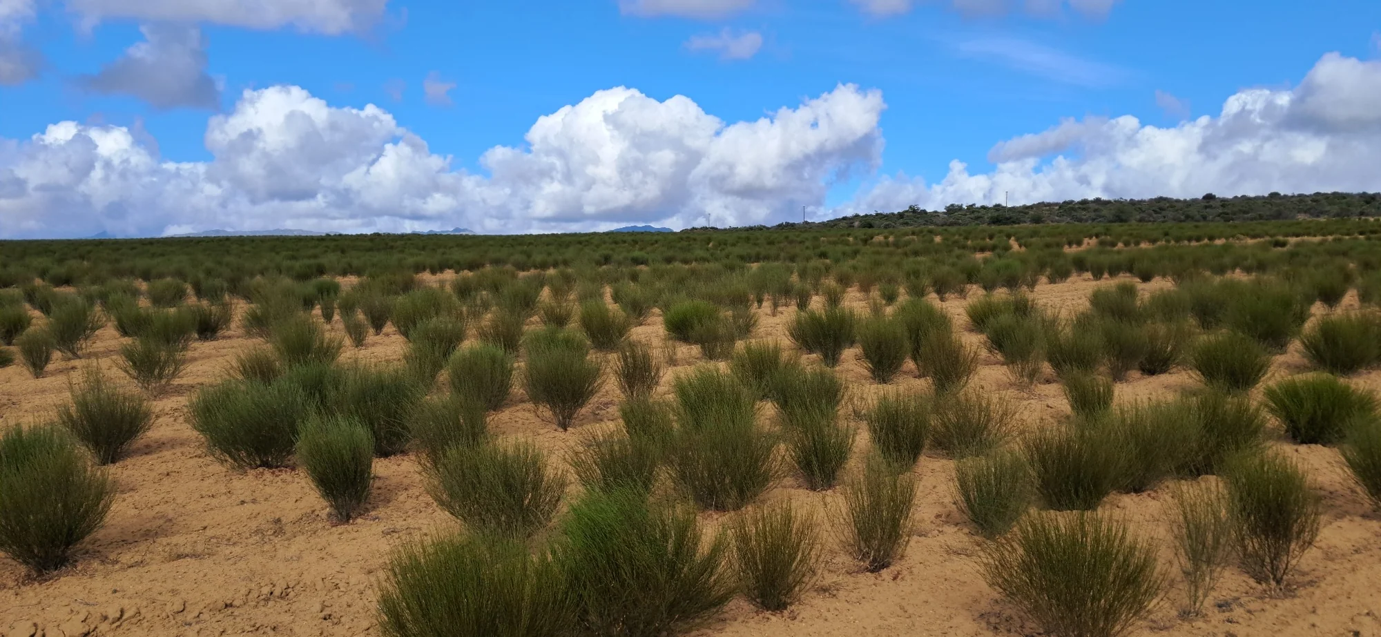 Rooibos fields near Nardouw